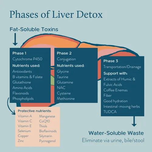 The Endmost Information to Liver Detox: What You Wish to Know