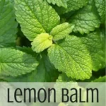 Lemon Balm: The Herb That May just Develop into Your Waistline