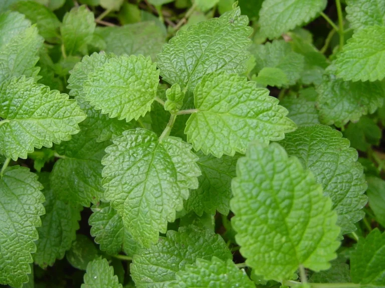 Lemon Balm: The Mysterious Factor for Dropping Kilos
