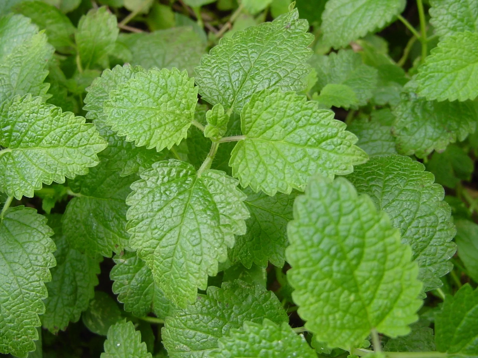 Lemon Balm: The Mysterious Factor For Dropping Kilos Lemon Balm: The Mysterious Factor For Dropping Kilos