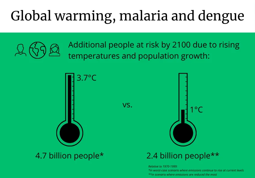 The International Affect of Dengue Fever