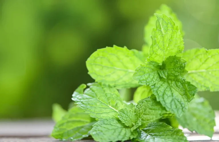 The Sudden Hyperlink Between Lemon Balm and Weight Loss