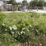 Touring to Dengue-Vulnerable Farmlands: What You Will have to Know – Dengue fever | , dengue-vulnerable