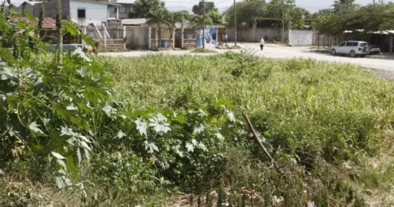 Touring to Dengue-Vulnerable Farmlands: What You Will have to Know – Dengue fever | , dengue-vulnerable