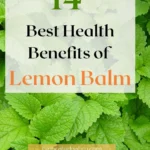 Lemon Balm: The Superfood for Slimming Down