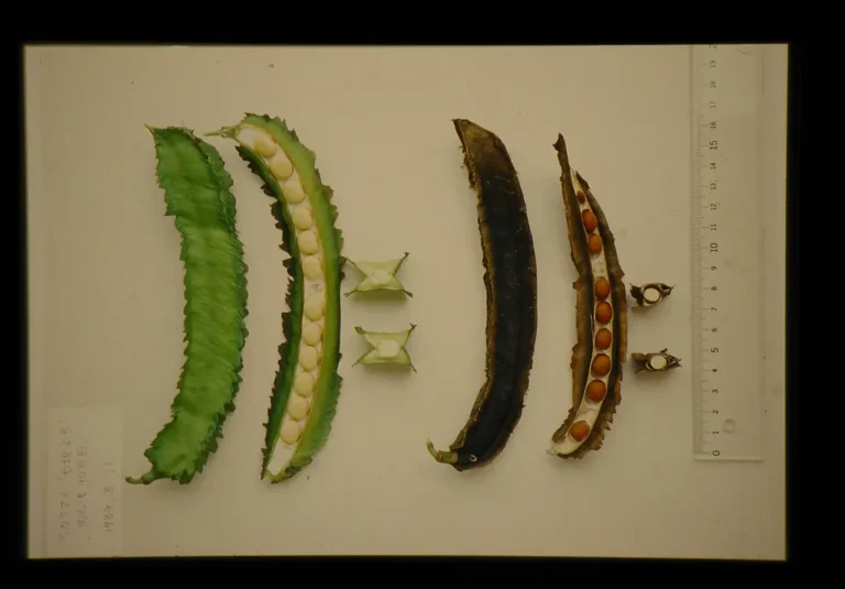 The Art of Bean Cultivation in Japan: A Closer Look at Traditional Farming Practices