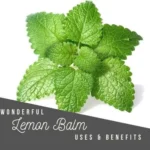 Discover the Weight Loss Benefits of Lemon Balm: A Natural Solution