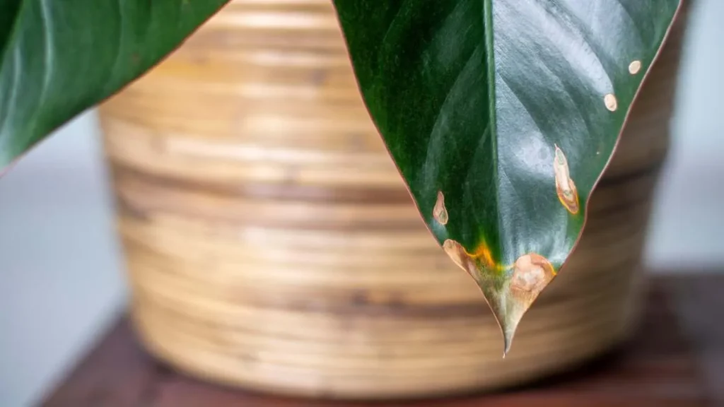 What to Do When Your Plants Have Brown-Tipped Leaves