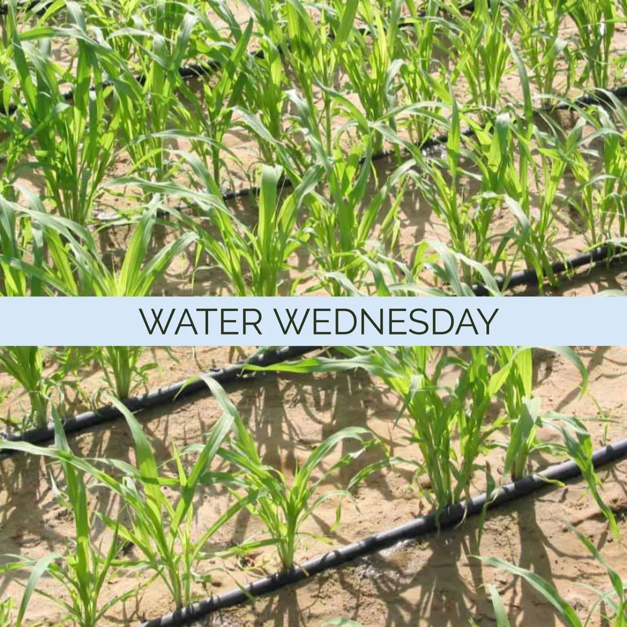 Combatting Drought With Sustainable Water Systems Combatting Drought With Sustainable Water Systems