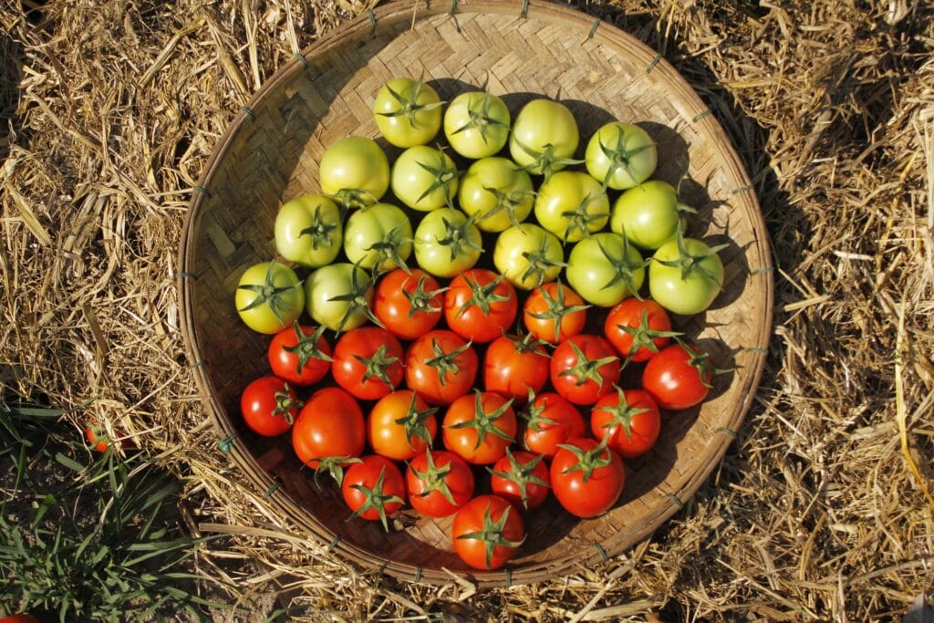 Exploring The Costs To Set Up An Aquaponics System