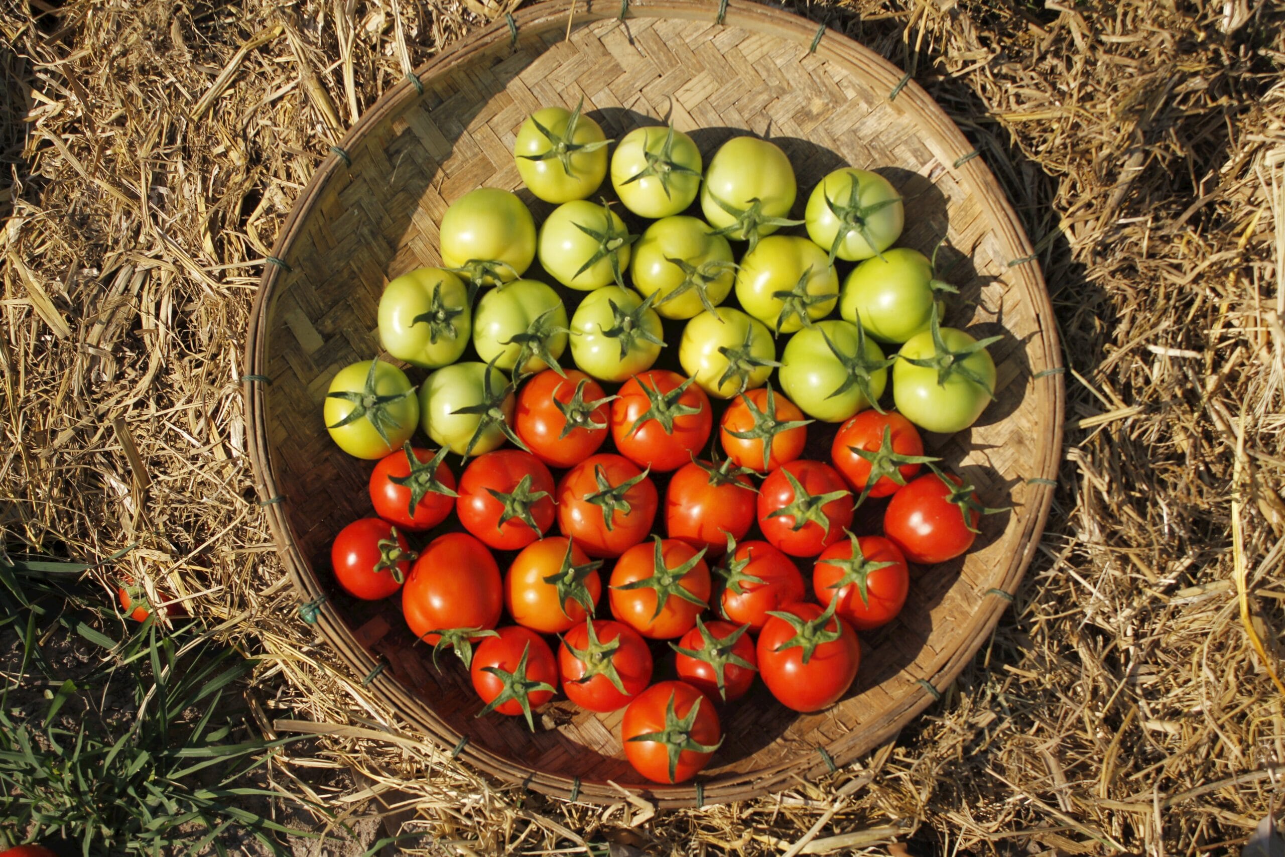 Exploring The Costs To Set Up An Aquaponics System