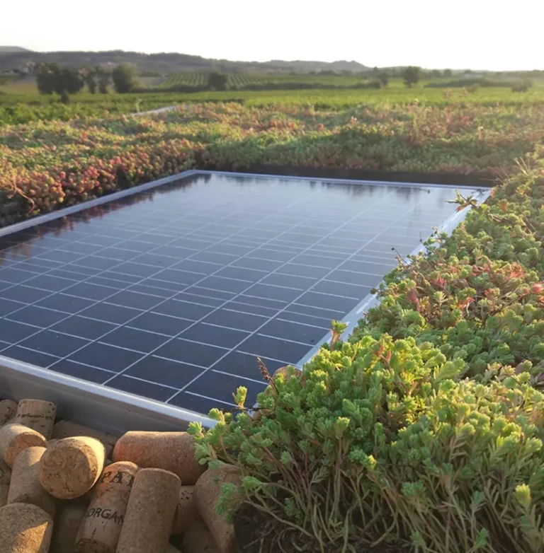 From Rain to Resource: The Power of Green Water Harvesting