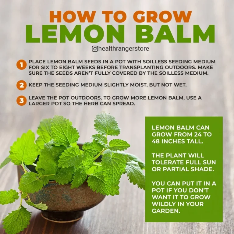 How Lemon Balm Can Help You Shed Pounds and Boost Your Health