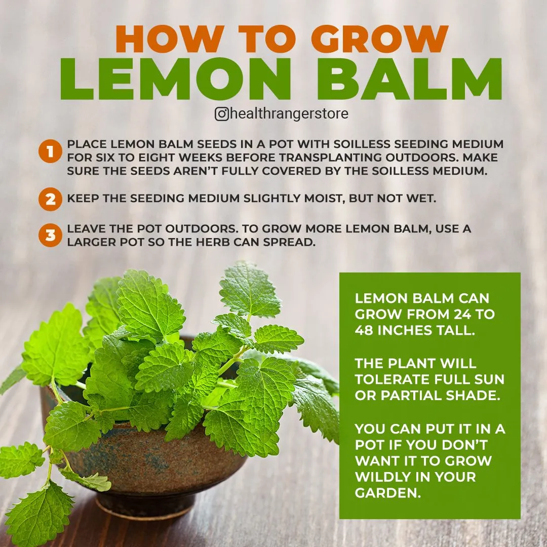 How Lemon Balm Can Help You Shed Pounds and Boost Your Health
