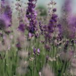 Maximizing Profits: How Much Can Aquaponics Farmers Earn?