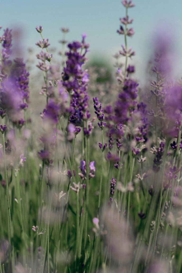 Maximizing Profits: How Much Can Aquaponics Farmers Earn?