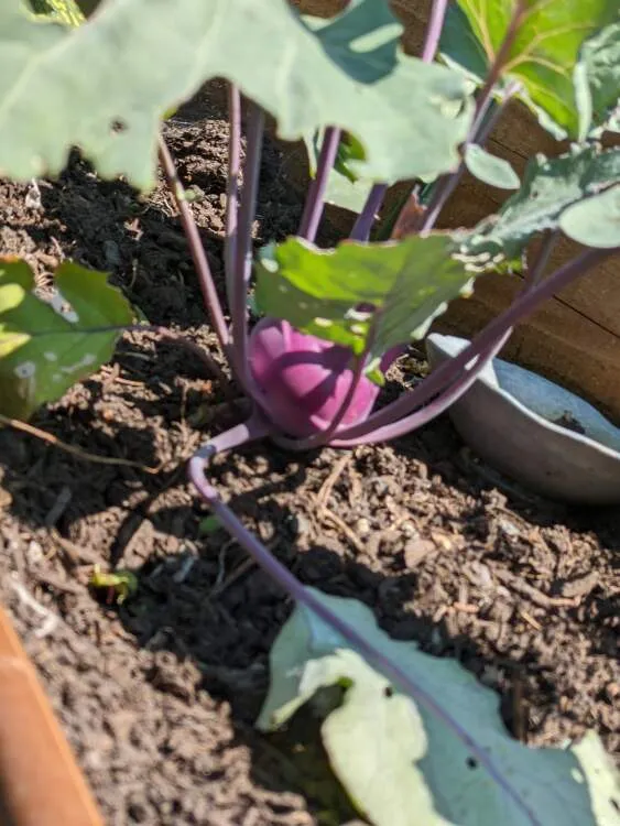 The Best Types of Crops to Grow in Small Gardens