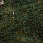 Curcumin: Nature’s Anti-Inflammatory Wonder