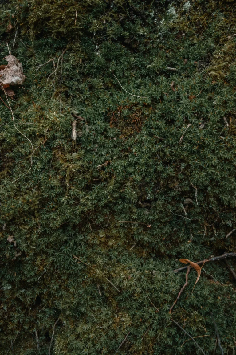 Curcumin: Nature’s Anti-Inflammatory Wonder