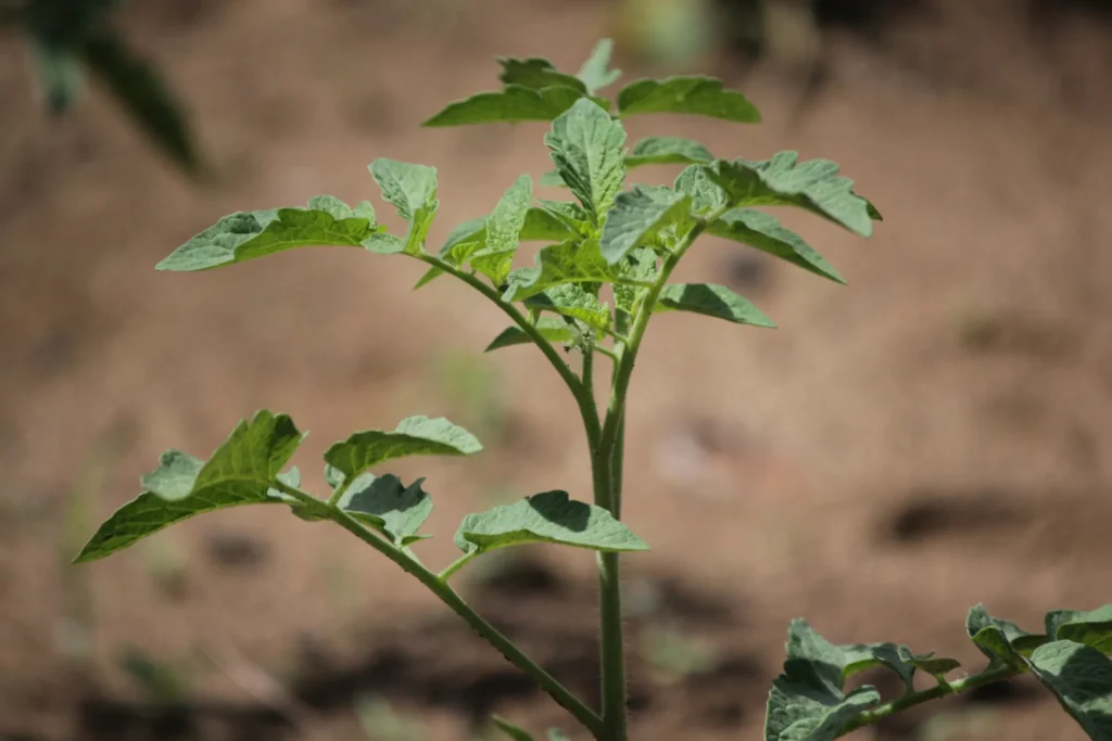 Health Benefits of Adding Japanese Beans to Your Diet