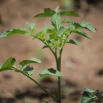 Health Benefits of Adding Japanese Beans to Your Diet