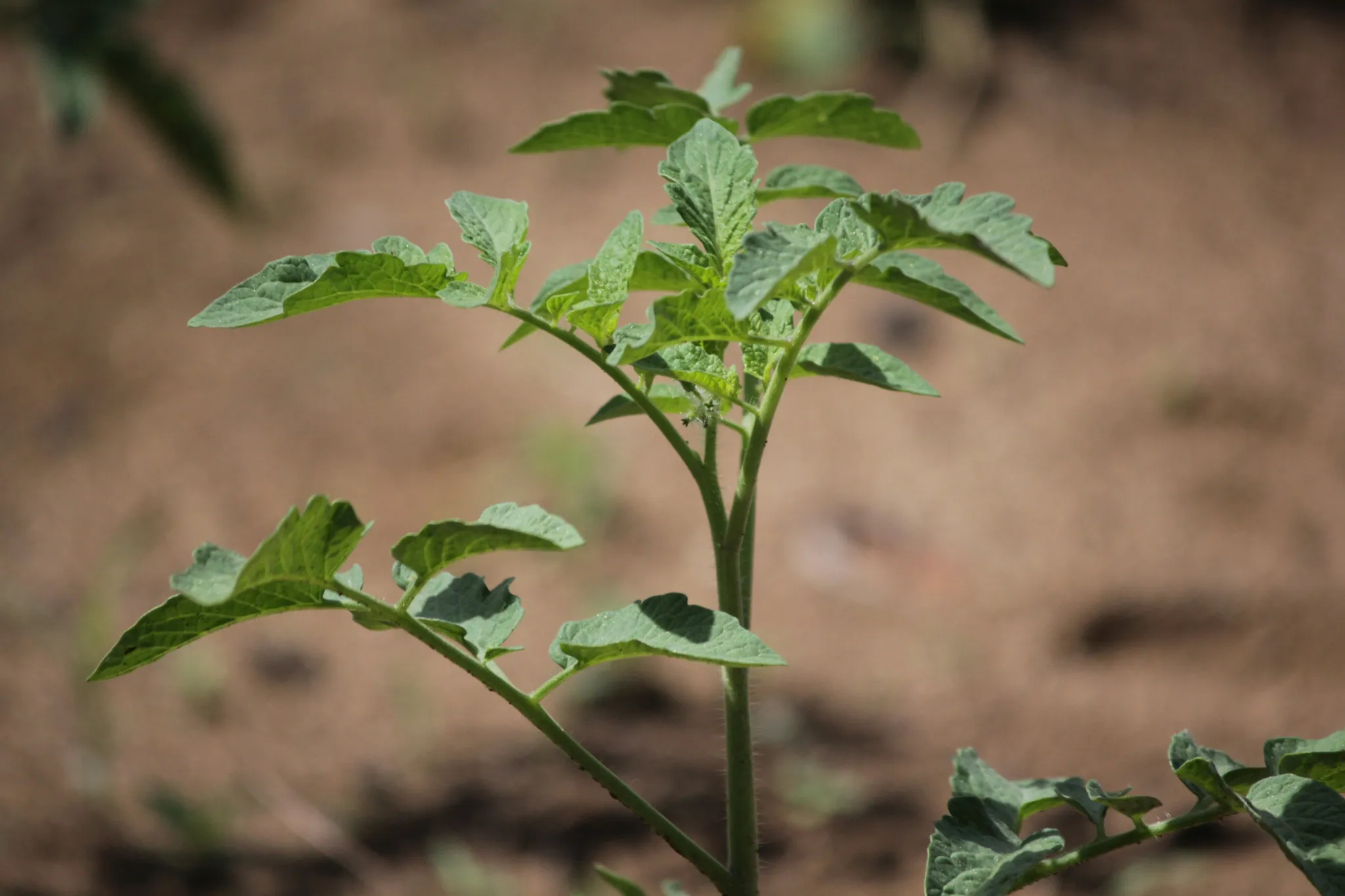 Health Benefits Of Adding Japanese Beans To Your Diet Health Benefits Of Adding Japanese Beans To Your Diet