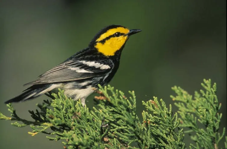 How redefining only one agreement may strip the Endangered Species Office’s skill to offer protection to necessary dwelling
