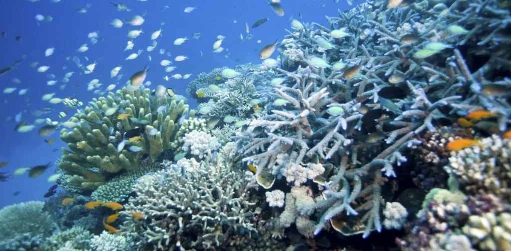 Coral reefs face an unsure healing from the 4th world pile bleaching match – can environment refuges support?