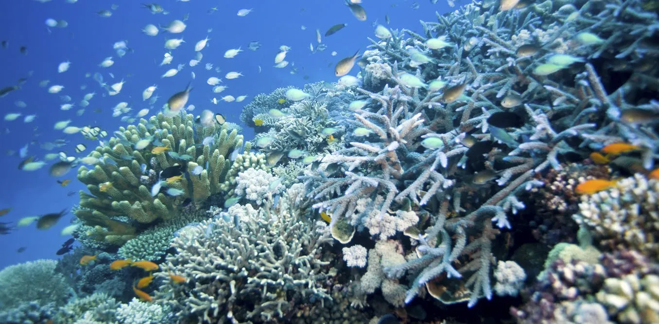Coral Reefs Face An Unsure Healing From The 4Th World Pile Bleaching Match β Can Environment Refuges Support? Coral Reefs Face An Unsure Healing From The 4Th World Pile Bleaching Match β Can Environment Refuges Support?