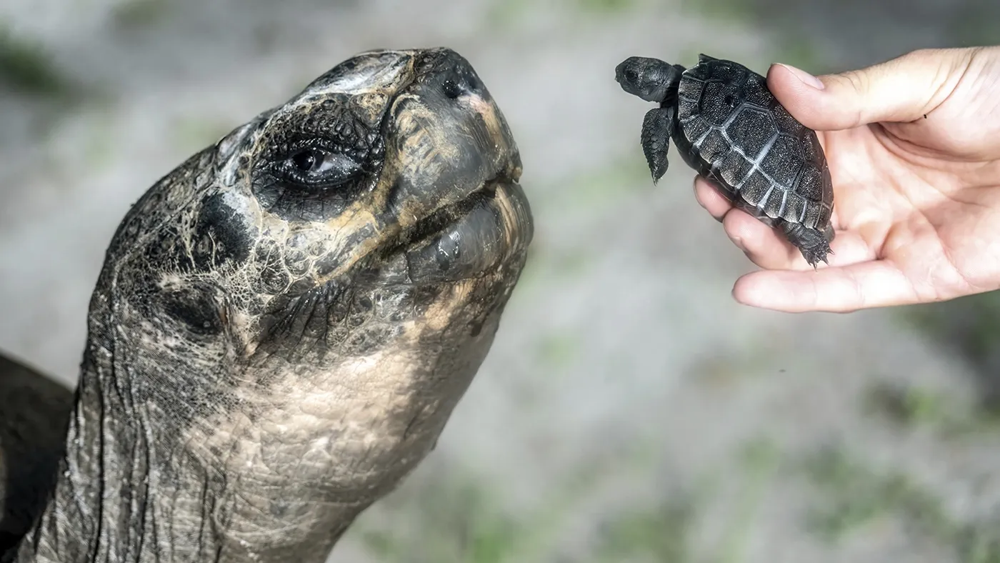 Goliath The Galápagos Tortoise Celebrated His First Father’S Past And One Hundred And Thirty Fifth Birthday : Npr
