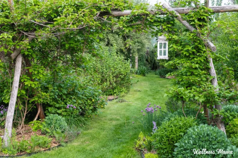 How To Grow to be Your Backyard Right into a Permaculture Paradise