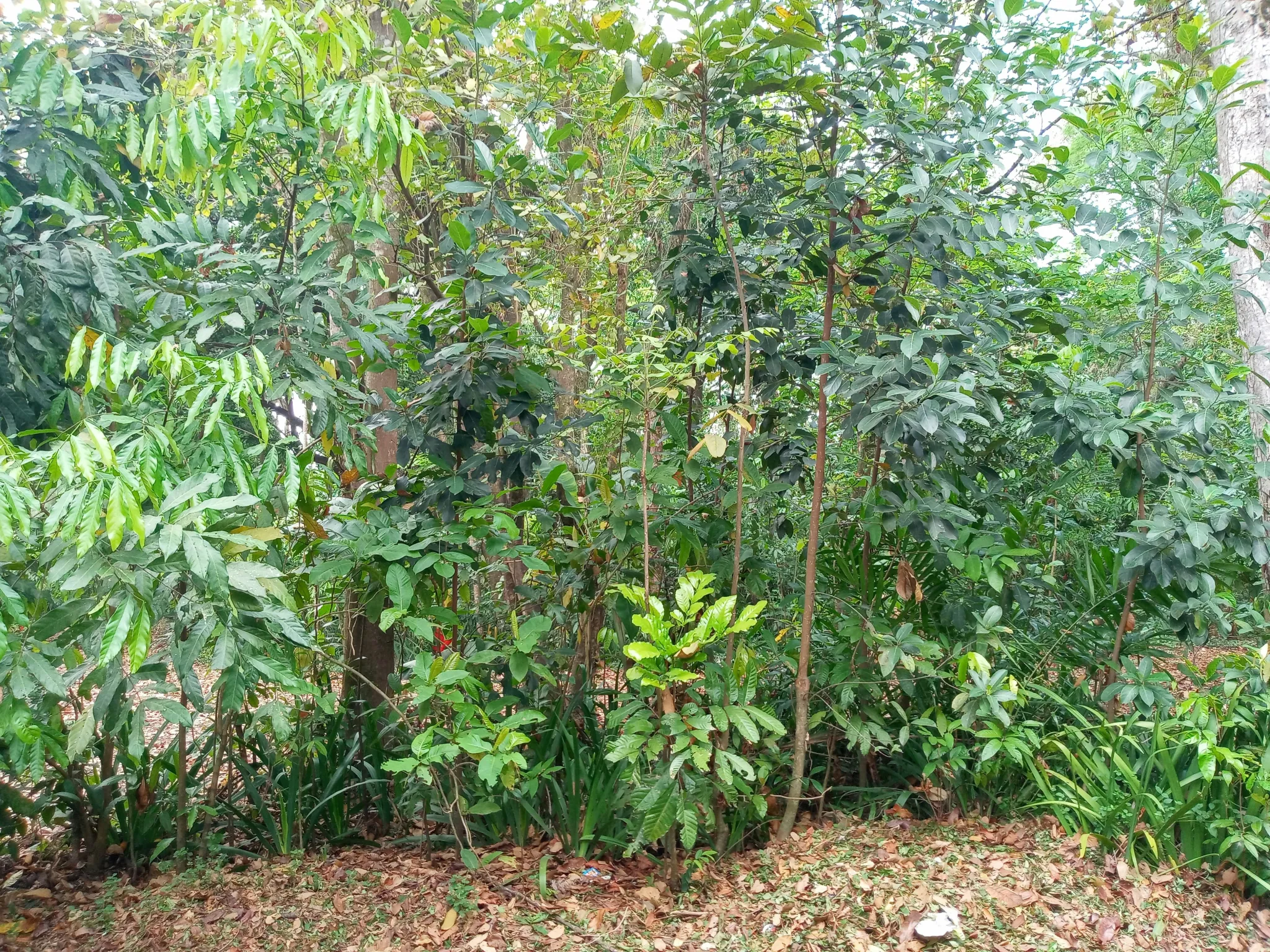 7 Yard Natural Therapies To Harvest Your Self
