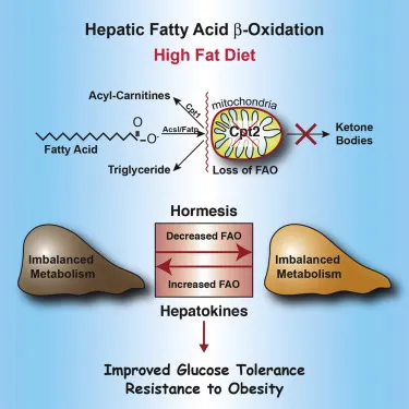 The Link Between Fat Oxidation And Liver Health: Understanding The Connection The Link Between Fat Oxidation And Liver Health: Understanding The Connection