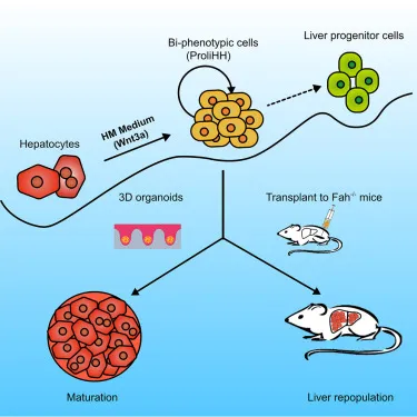 The Secret to Improving Liver Efficiency Revealed The Secret to Improving Liver Efficiency Revealed