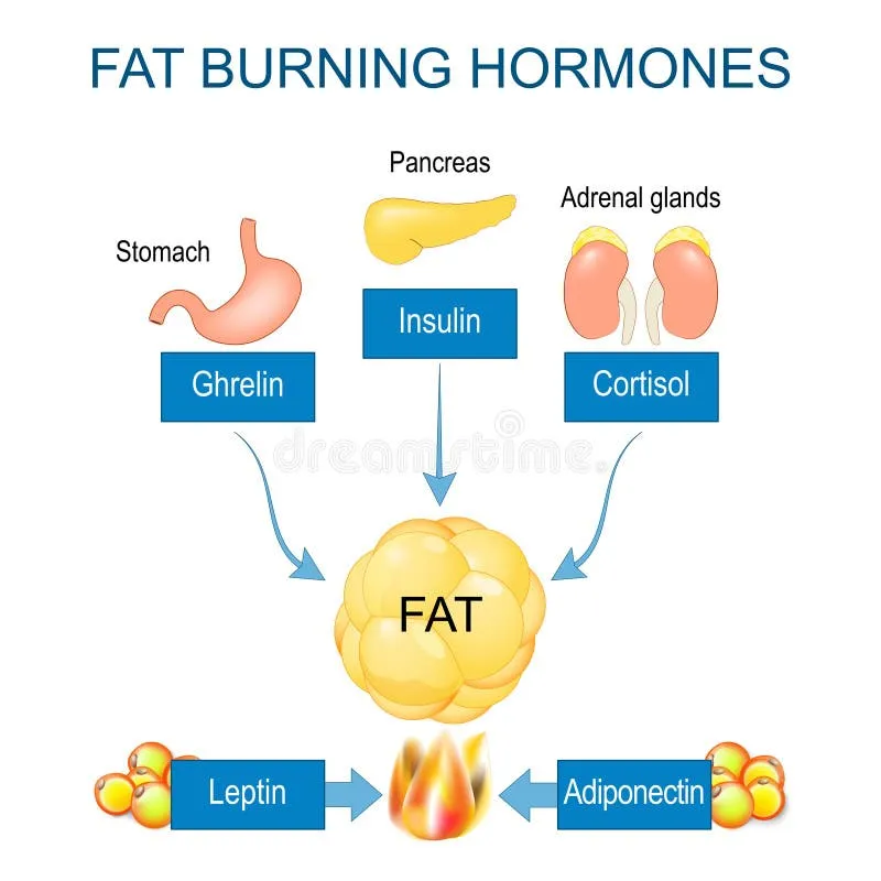 Unlocking the Secrets of Fat Metabolism: How to Enhance Your Body’s Natural Fat-Burning Abilities Unlocking the Secrets of Fat Metabolism: How to Enhance Your Body’s Natural Fat-Burning Abilities