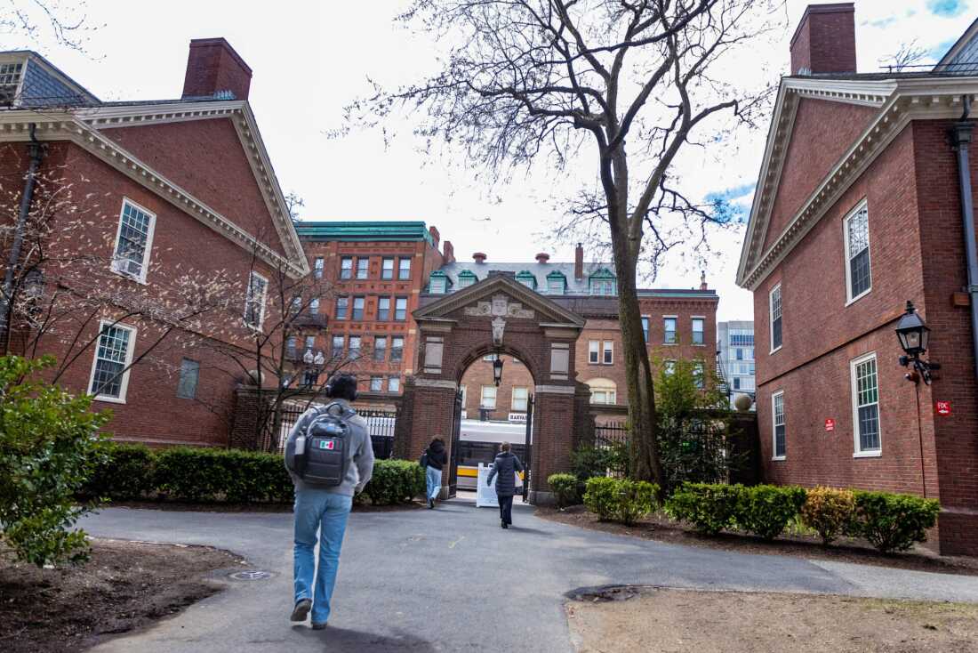 Courtroom listening to in Harvard’s lawsuit towards Trump : NPR