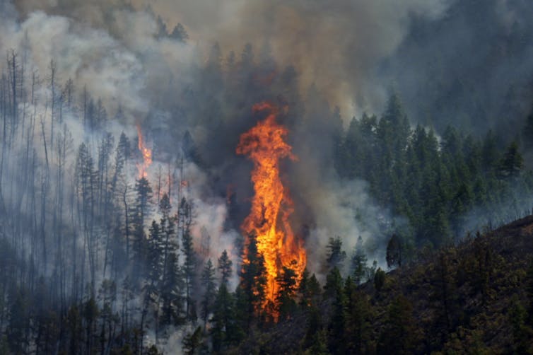 Wildfire Screw Ups Are Increasingly More Within The Information, But Much Less Land Is Burning Globally – Right Here’s Why