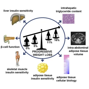 The Connection Between Liver Health and Weight Loss Success