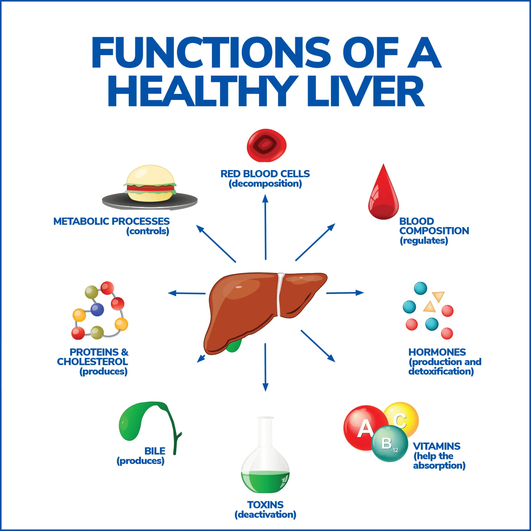 The Link Between Liver Health and Metabolism: Strategies for a Healthy Body