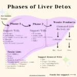 The Science Behind Bioavailable Liver Detox and Its Impact on Your Health