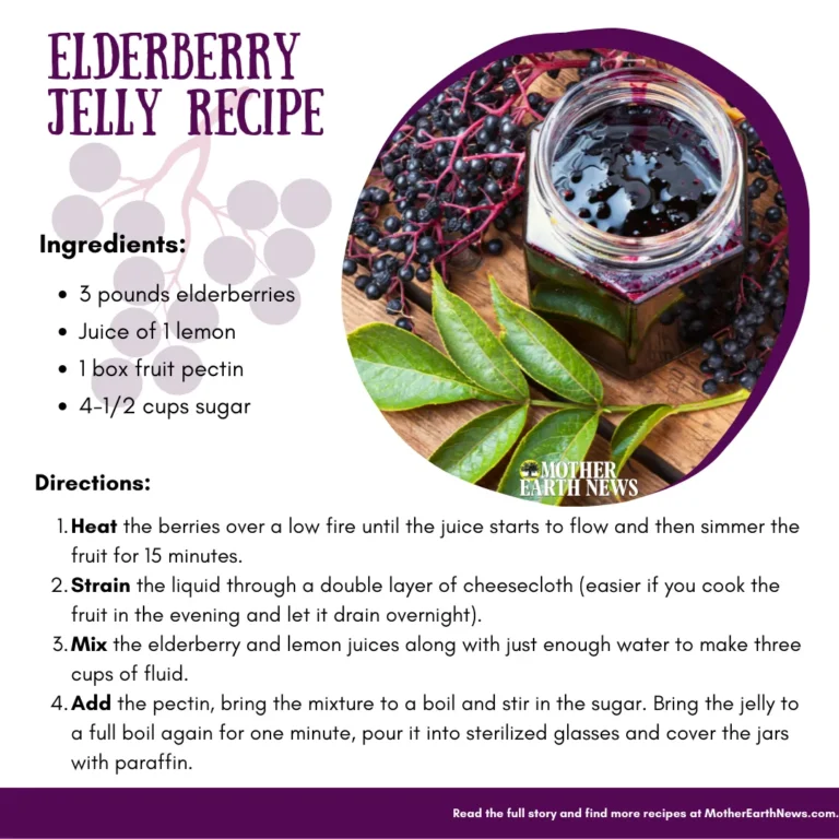 Easy Elderberry Wellness Photographs Recipe