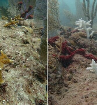 2 iconic coral species at the moment are functionally extinct off Florida, learn about reveals – we witnessed the reef’s bleaching and shatter