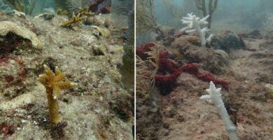 2 iconic coral species at the moment are functionally extinct off Florida, learn about reveals – we witnessed the reef’s bleaching and shatter