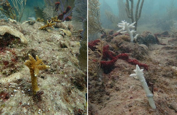 2 iconic coral species at the moment are functionally extinct off Florida, learn about reveals – we witnessed the reef’s bleaching and shatter