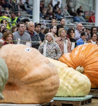 Pumpkins’ move from historical meals staple to highly spiced fall obsession spans 1000’s of years