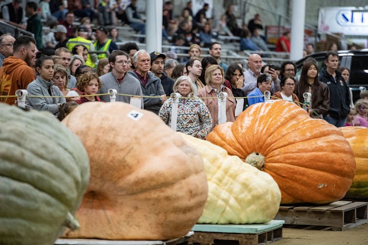 Pumpkins’ advance from historical meals staple to highly spiced fall obsession spans hundreds of years Pumpkins’ advance from historical meals staple to highly spiced fall obsession spans hundreds of years