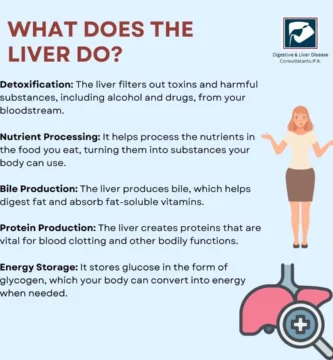 Understanding the Importance of Liver Health
