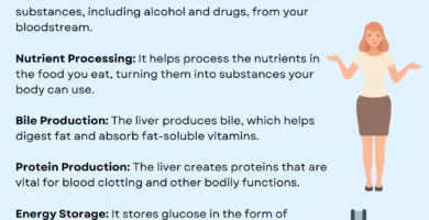 Understanding the Importance of Liver Health