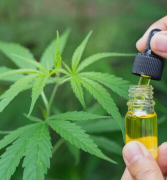 Hashish works higher than opioids for again ache, in two Eu research : Photographs