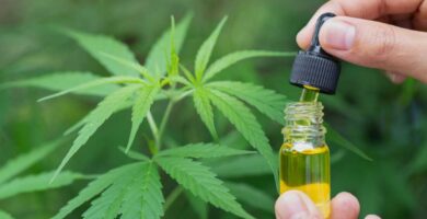 Hashish works higher than opioids for again ache, in two Eu research : Photographs